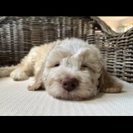 Lagotto Romagnolo - Both