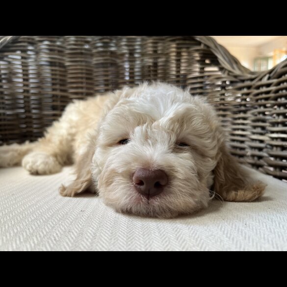 Lagotto Romagnolo - Both