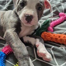 Staffordshire Bull Terrier - Both