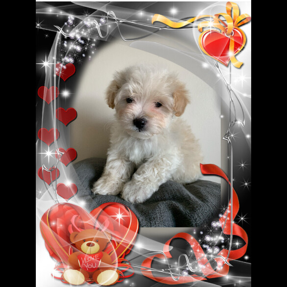 Maltipoo - Both