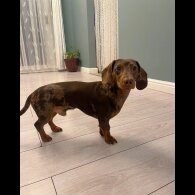 Dachshund (Standard &amp; Miniature)