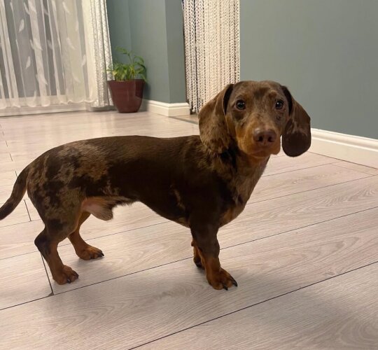 Dachshund (Standard &amp; Miniature)