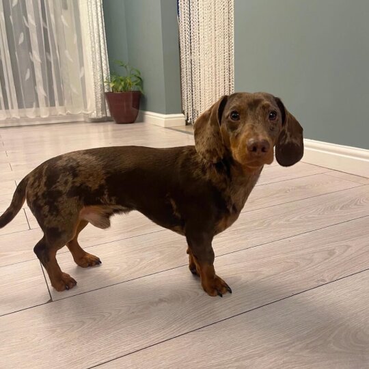 Dachshund (Standard &amp; Miniature)