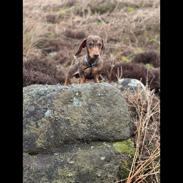 Dachshund (Standard &amp; Miniature)