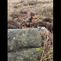 Dachshund (Standard &amp; Miniature)