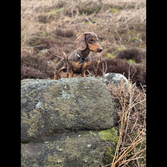 Dachshund (Standard &amp; Miniature)