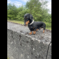 Dachshund (Standard &amp; Miniature)