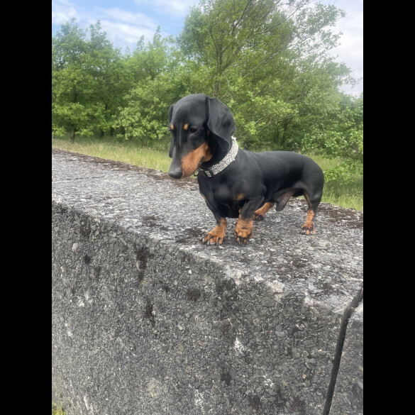 Dachshund (Standard &amp; Miniature)