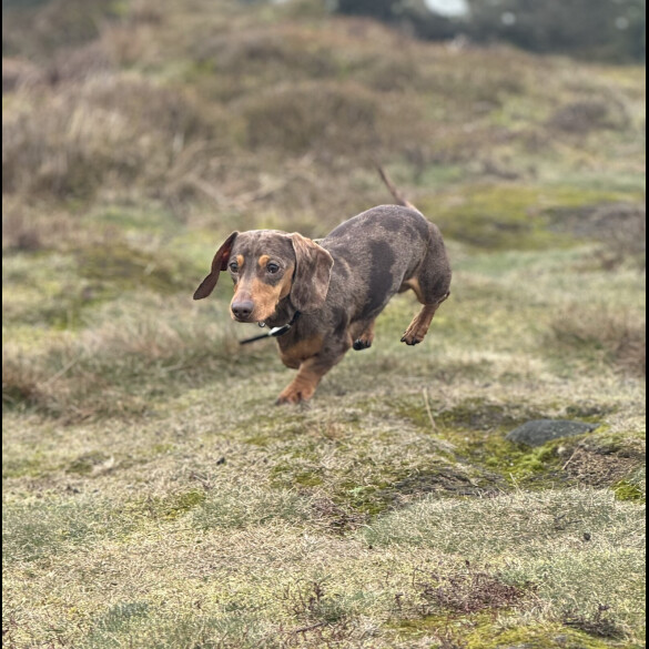 Dachshund (Standard &amp; Miniature)