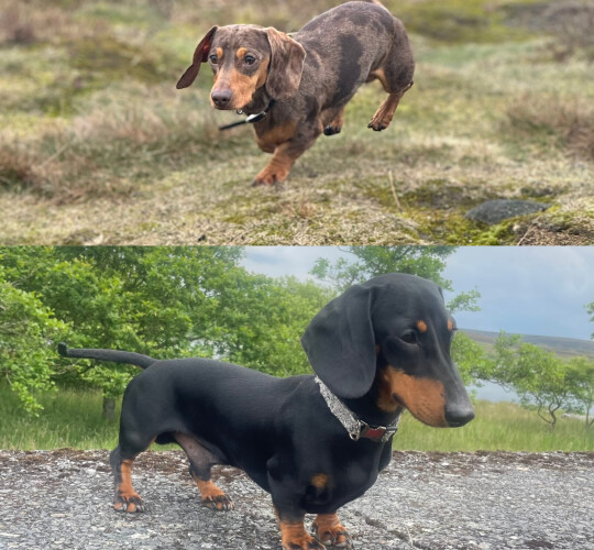 Dachshund (Standard &amp; Miniature)