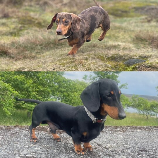 Dachshund (Standard &amp; Miniature)