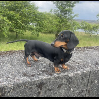 Dachshund (Standard &amp; Miniature)