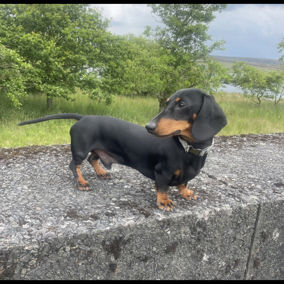 Dachshund (Standard &amp; Miniature)