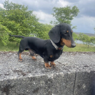 Dachshund (Standard &amp; Miniature)