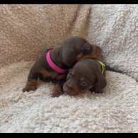 Dachshund (Standard &amp; Miniature) - Both