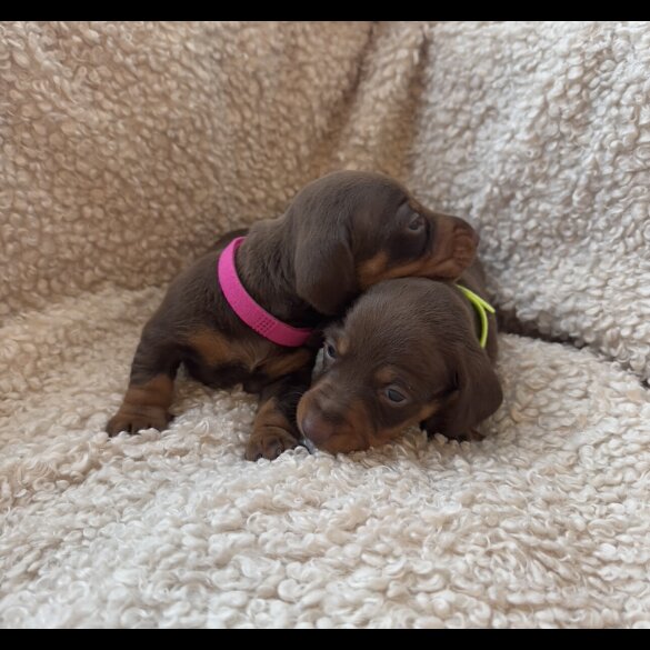 Dachshund (Standard &amp; Miniature) - Both