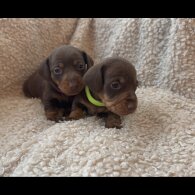 Dachshund (Standard &amp; Miniature) - Both