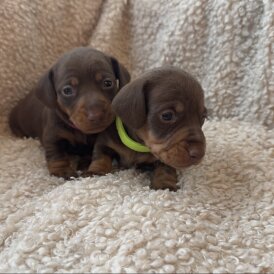 Dachshund (Standard &amp; Miniature) - Both