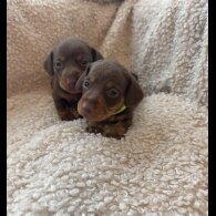 Dachshund (Standard &amp; Miniature) - Both