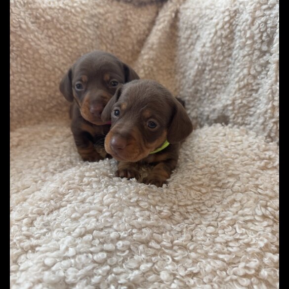 Dachshund (Standard &amp; Miniature) - Both