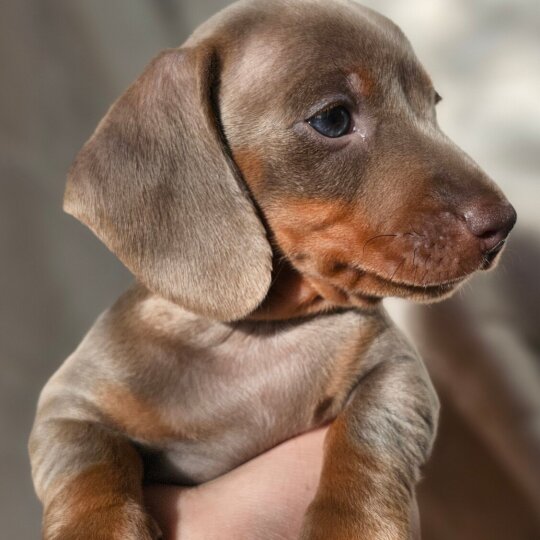 Dachshund (Standard &amp; Miniature) - Both