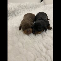 Dachshund (Standard &amp; Miniature) - Both