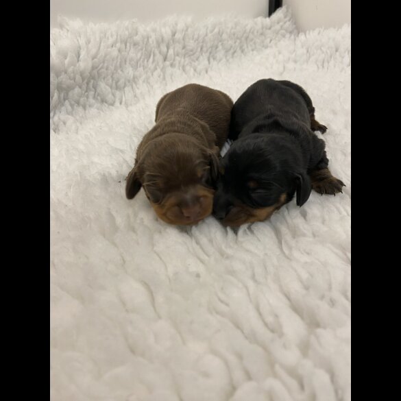 Dachshund (Standard &amp; Miniature) - Both