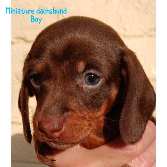 Dachshund (Standard &amp; Miniature) - Both