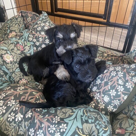 Miniature Schnauzer - Both