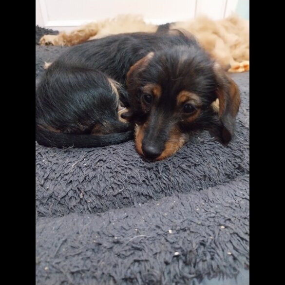 Dachshund (Standard &amp; Miniature) - Both