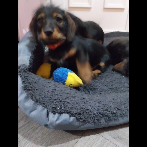 Dachshund (Standard &amp; Miniature) - Both