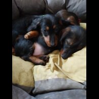 Dachshund (Standard &amp; Miniature) - Both