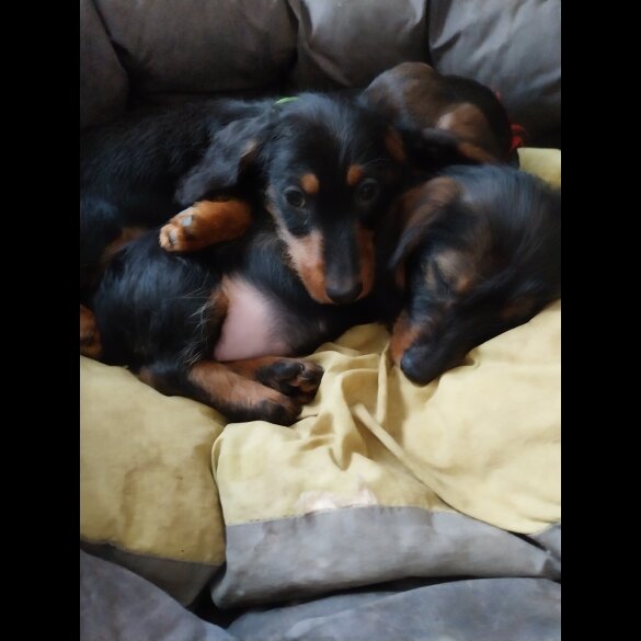 Dachshund (Standard &amp; Miniature) - Both