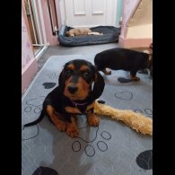 Dachshund (Standard &amp; Miniature) - Both