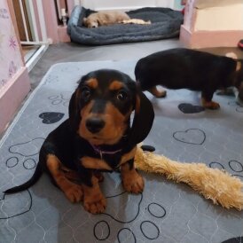 Dachshund (Standard &amp; Miniature) - Both