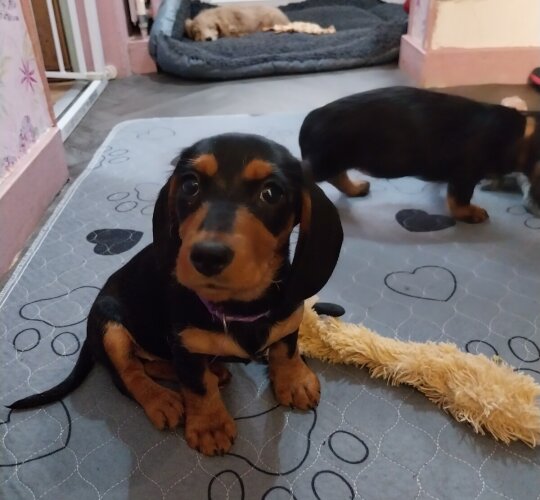 Dachshund (Standard &amp; Miniature)