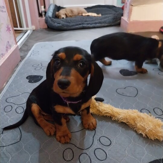 Dachshund (Standard &amp; Miniature) - Both