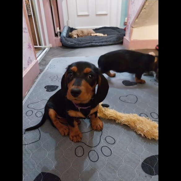 Dachshund (Standard &amp; Miniature) - Both