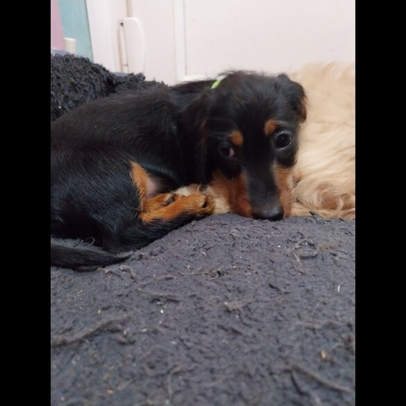 Dachshund (Standard &amp; Miniature) - Both