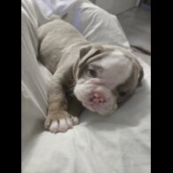 English Bulldog - Both