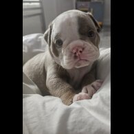 English Bulldog - Both