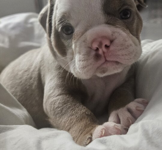 English Bulldog