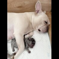 French Bulldog - Both