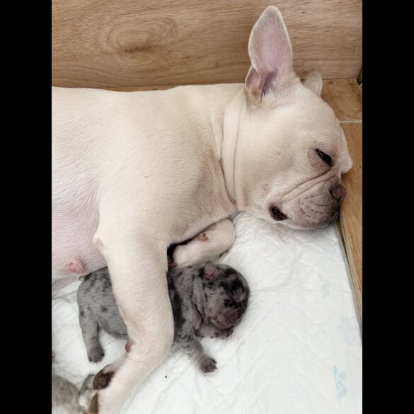 French Bulldog - Both