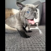 French Bulldog - Both