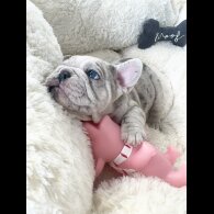 French Bulldog - Both