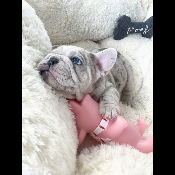 French Bulldog - Both