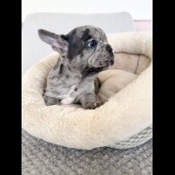 French Bulldog - Both