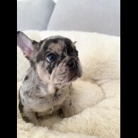 French Bulldog - Both