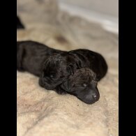 Patterdale Terrier - Both